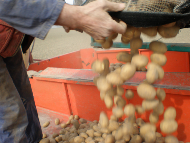 De aardappelen vallen in de pootmachine