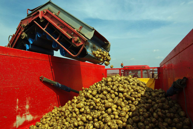 De aardappelen vallen heel voorzichting in de keeper