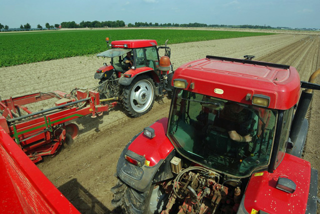 Aardappelen rooien